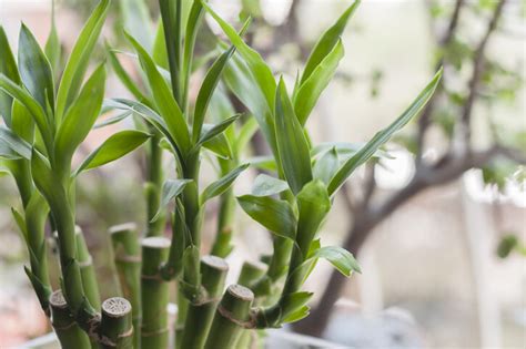 招財植物風水|招財運｜必知家居偏財運佈局擺法：發財樹風水＋招財 